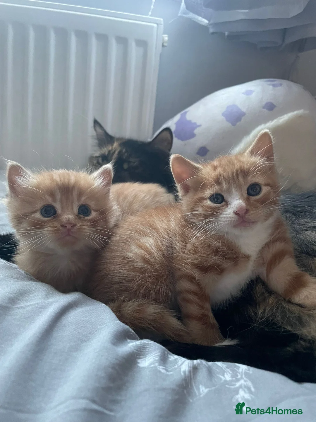 Mixed Breed cats for sale: Norwegian X kittens 4 males 1 ginger reserved  - Advert 1