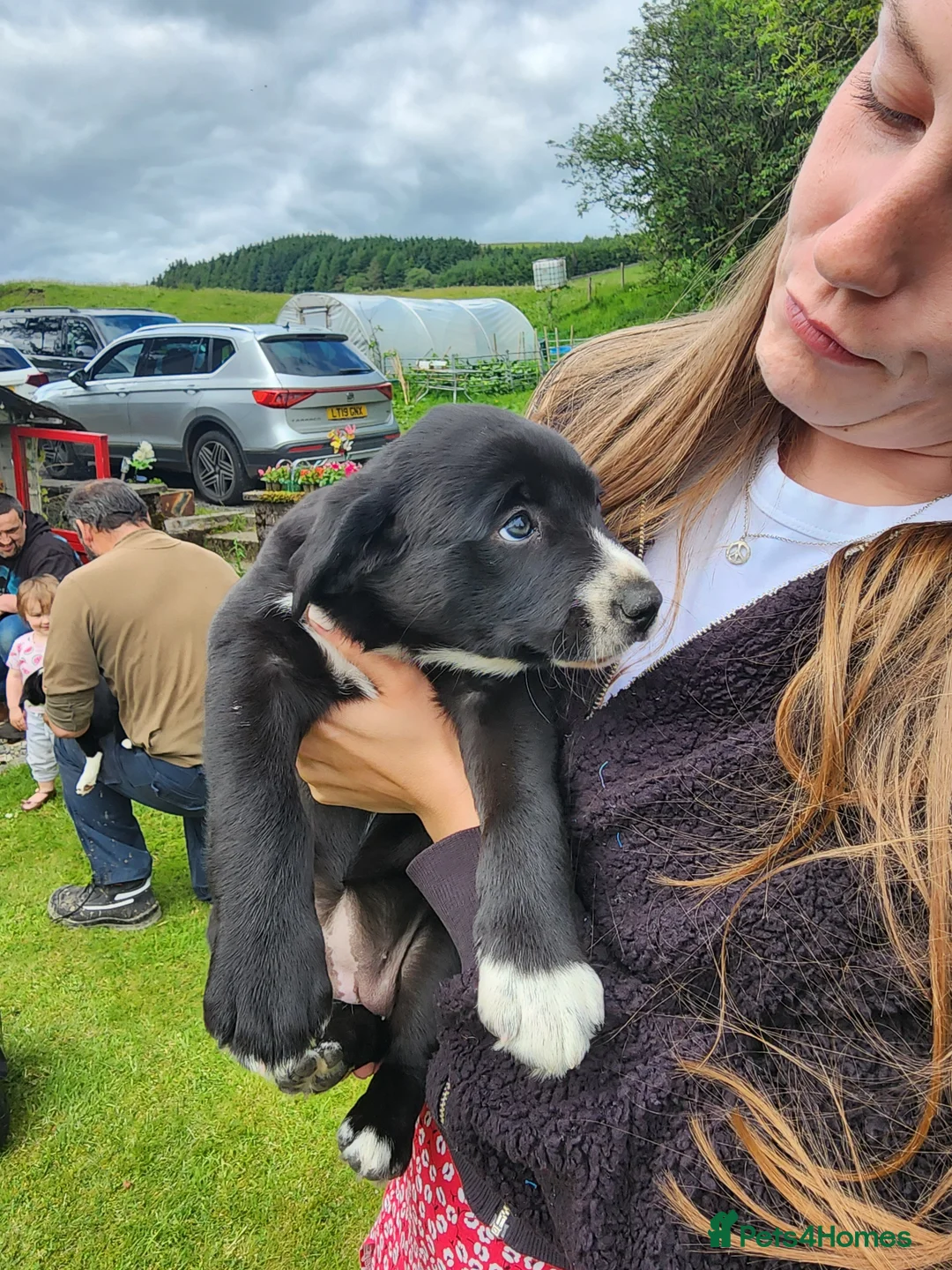Borador dogs for sale: Gorgeous Labrador cross Border Collie Pups  - Advert 2