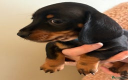 Miniature Dachshund dogs for sale: Miniature Daschund - Advert 2