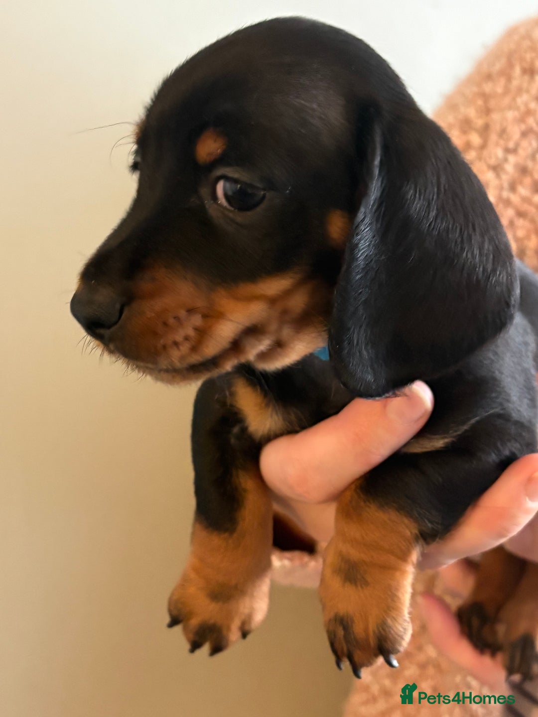 Miniature Dachshund dogs for sale: Miniature Daschund - Advert 2