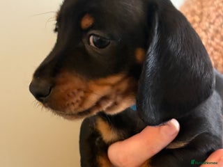 Miniature Dachshund dogs Miniature Daschund - Advert 15