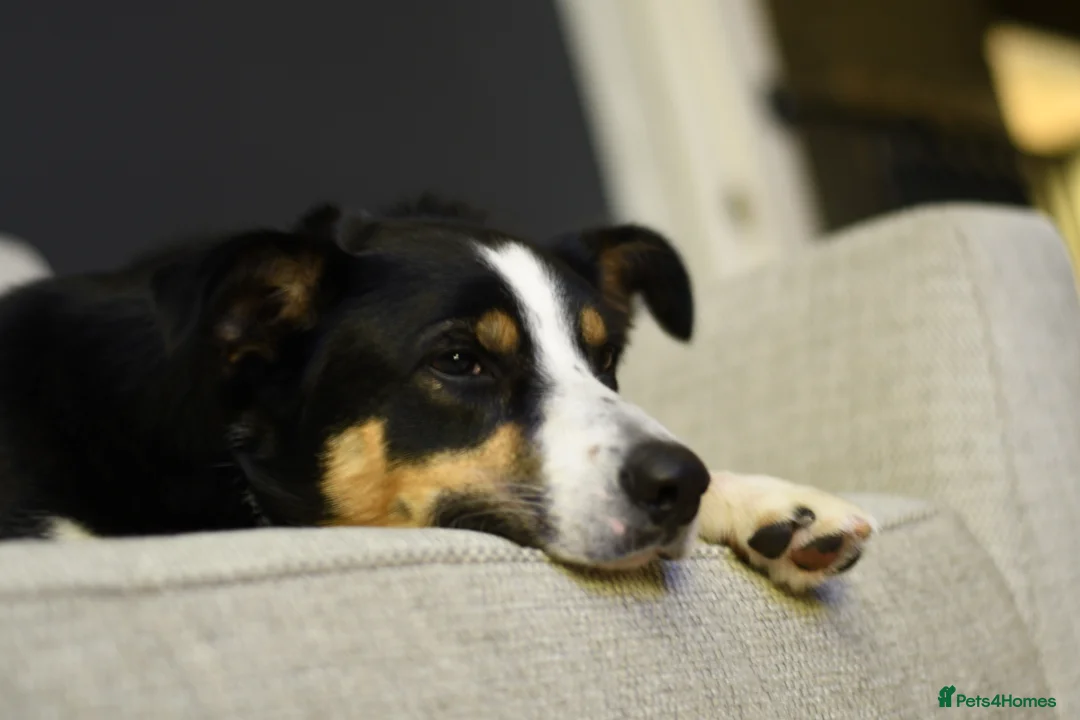 Border Collie dogs for sale: Border Collie Male Age 4 - Advert 2