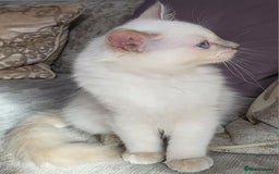 Ragdoll cats for sale: GCCF Registered Pedigree Lilac Point Ragdolls in Dundee - Image 5