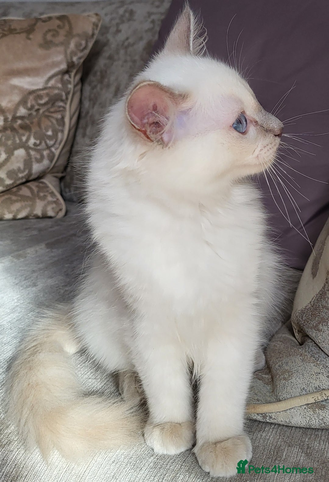 Ragdoll cats for sale: GCCF Registered Pedigree Lilac Point Ragdolls in Dundee - Image 5
