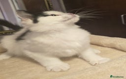 Siberian cats for sale: Beuatiful Siberian Male Kitten  - Image 19