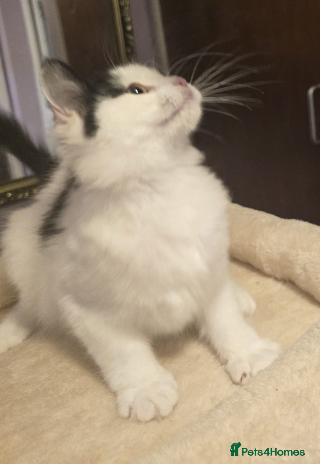 Siberian cats for sale: Beuatiful Siberian Male Kitten  - Image 19