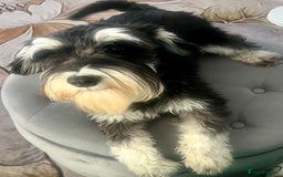 Schnoodle dogs for sale: 🐾🐶Stunning Schnoodles🐶🐾 - Image 10