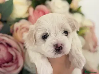 Maltese dogs Maltese boys - Advert 7