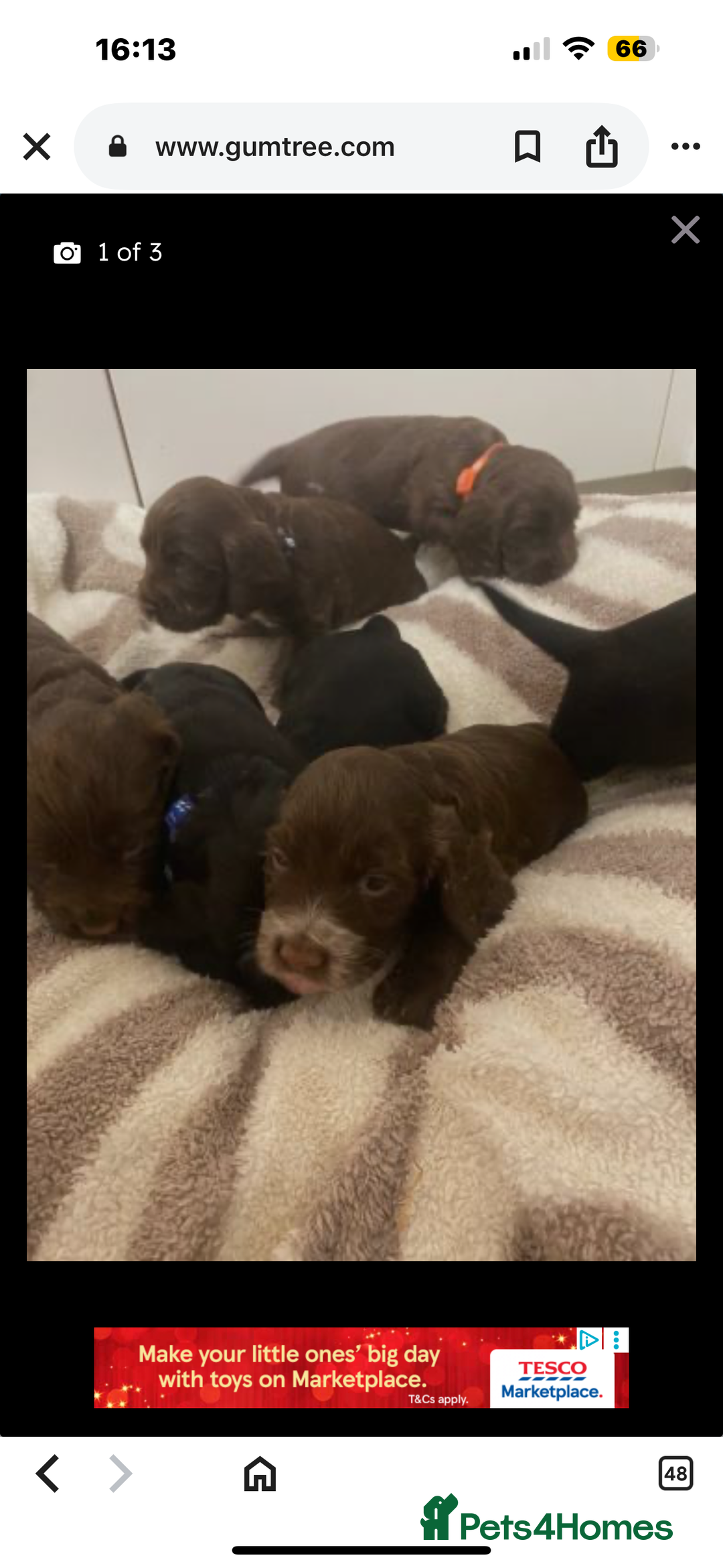 Cocker Spaniel dogs for sale: Fully pedigree cocker spaniel puppies  - Advert 1