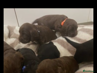 Cocker Spaniel dogs Fully pedigree cocker spaniel puppies - Advert 8