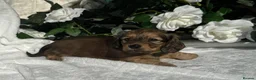 Miniature Dachshund dogs for sale: STUNNING KC LONG HAIRED MINIATURE DACHSHUND PUPS💕 - Advert 27