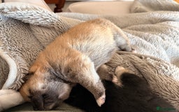 Japanese Shiba Inu dogs for sale: Health Tested Japanese Shiba Inu Puppies  - Image 10