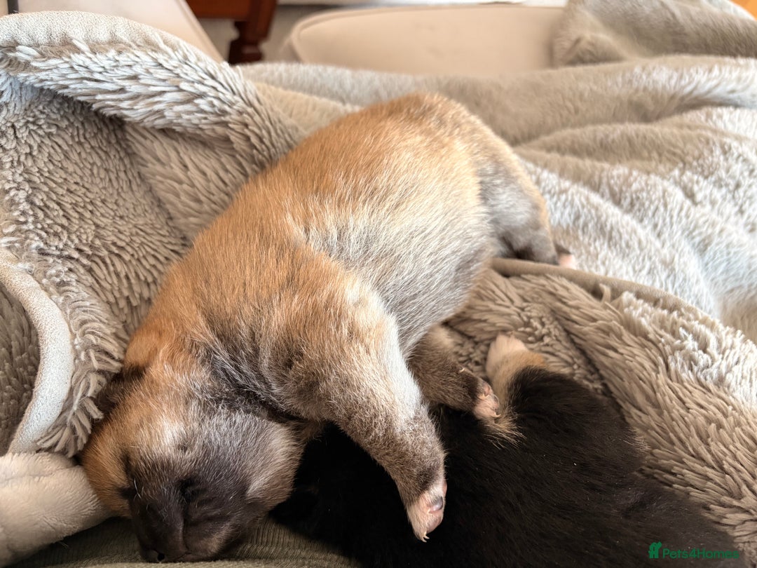 Japanese Shiba Inu dogs for sale: Health Tested Japanese Shiba Inu Puppies  - Image 10