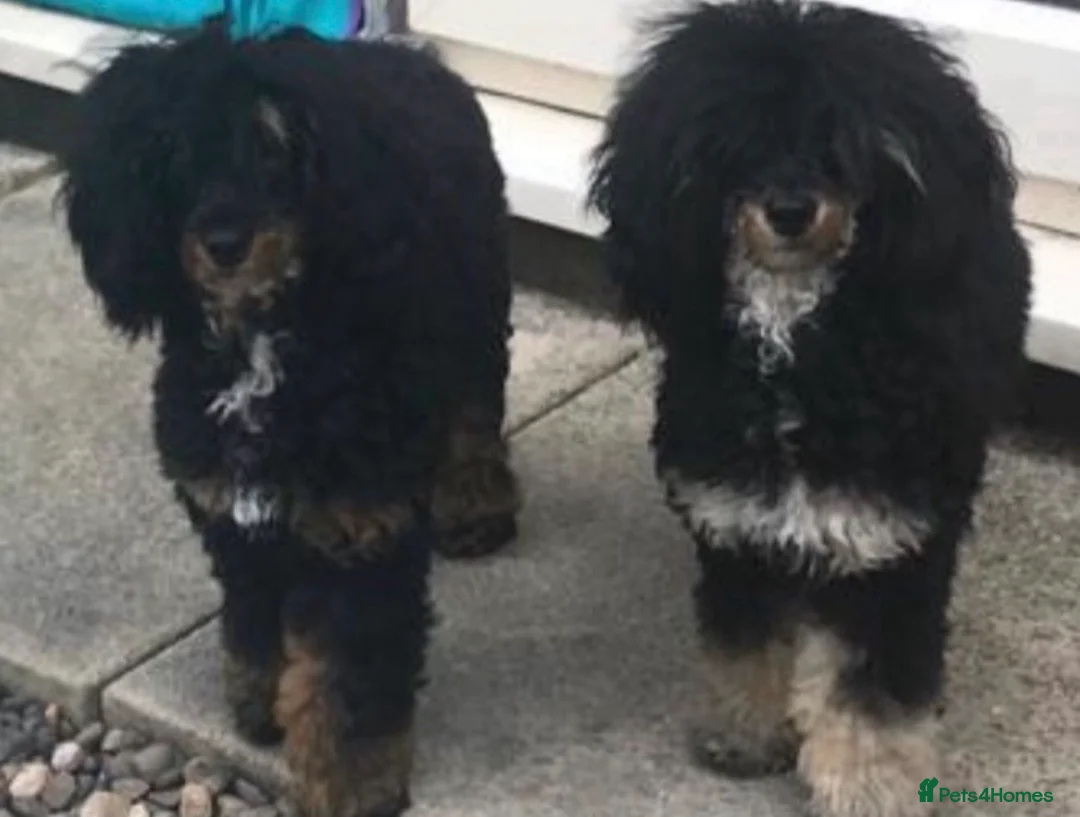 Toy Poodle dogs for sale: Beautiful Toy poodle Girl  in Mirfield - Advert 6