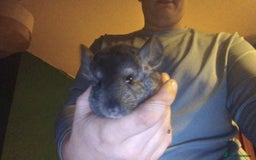 Chinchilla rodents for sale: Chinchillas with cage - Image 1