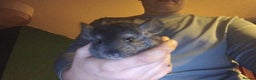 Chinchilla rodents for sale: Chinchillas with cage - Advert 1
