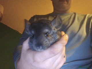 Chinchilla rodents - Advert 4