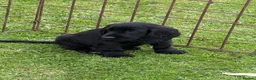 Cocker Spaniel dogs for sale: Cocker Spaniel puppies  - Advert 14