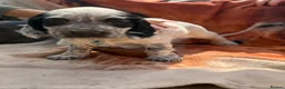 Sprocker dogs for sale: Beautiful show sprockers  - Advert 6