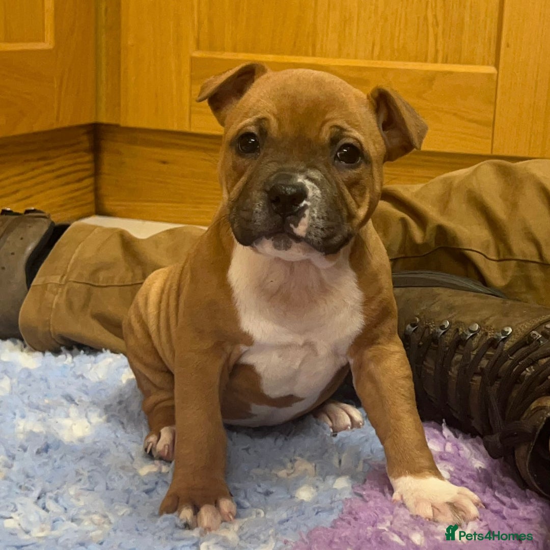 Staffordshire Bull Terrier dogs for sale: 7 Red Staffordshire Bull Terrier pups  - Advert 23
