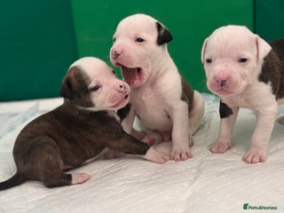Mixed Breed dogs American bulldog cross Staffy pups - Advert 16