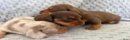 Miniature Dachshund dogs for sale: KC Mini Dachshunds – 2 Boys, 1 Dapple Girl in Prescot - Advert 11