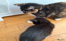 Mixed Breed cats for sale: Mixed Breed Kitten - Image 5