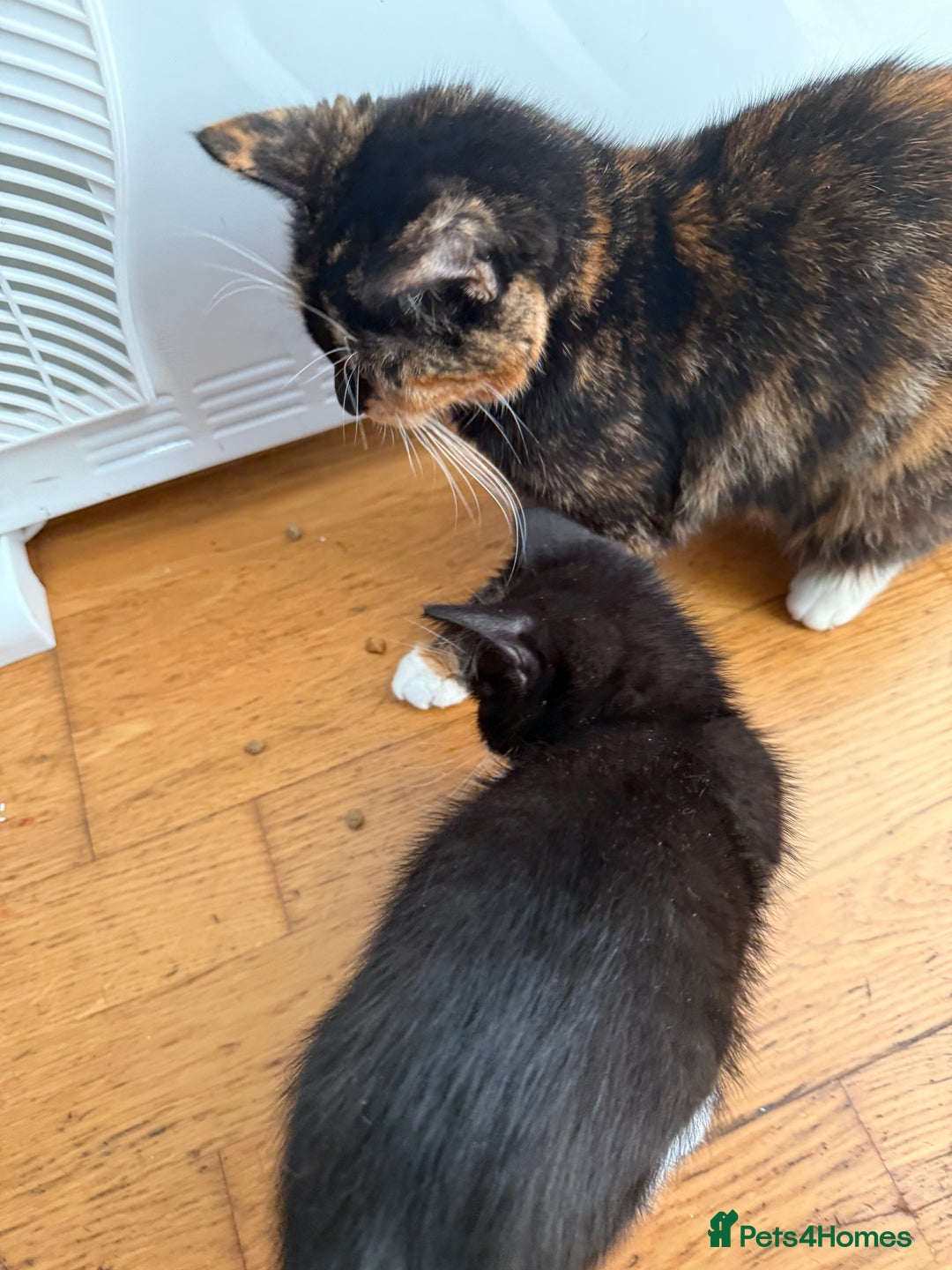 Mixed Breed cats for sale: Mixed Breed Kitten - Image 5