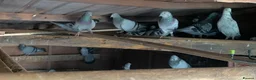 Pigeons birds for sale: RACING PIGEONS - Advert 5
