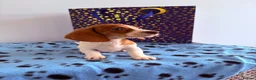 Miniature Dachshund dogs for sale: ⭐️💕miniature dachshund pups⭐️💕 - Advert 10