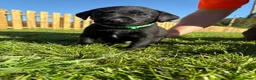 Labrador Retriever dogs for sale: Black labrador puppies KC registered. in Berwick-upon-Tweed - Advert 14