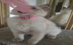 Ragdoll cats for sale: Beautiful blue lynx Ragdoll - Image 5