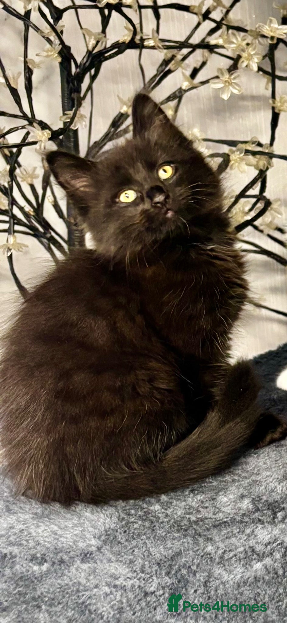 Mixed Breed cats Beautiful Fluffy Kittens Ready For Loving Homes 🐾 - Advert 17