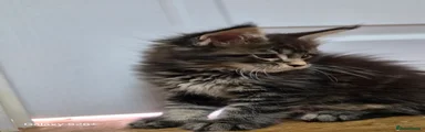 Maine Coon female