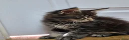 Maine Coon cats for sale: Licensed breeder-maine coon  - Advert 28