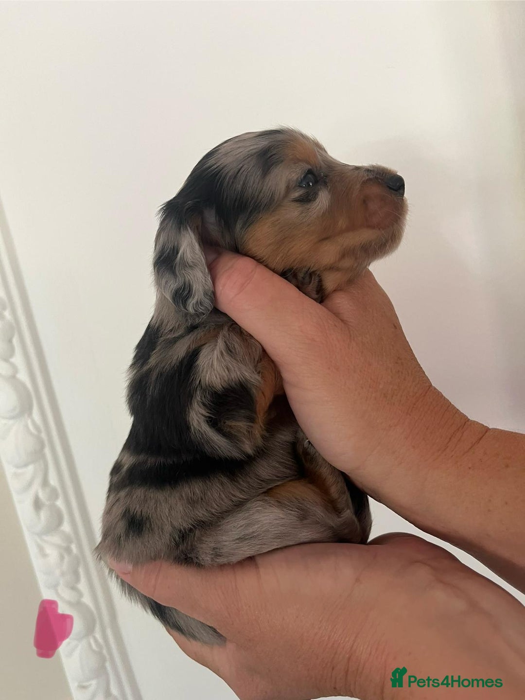 Miniature Dachshund dogs for sale: Miniature Dachshund Pups looking for forever homes - Image 2