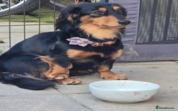 Miniature Dachshund dogs for sale: Long haired Miniature Dachshund - Advert 2