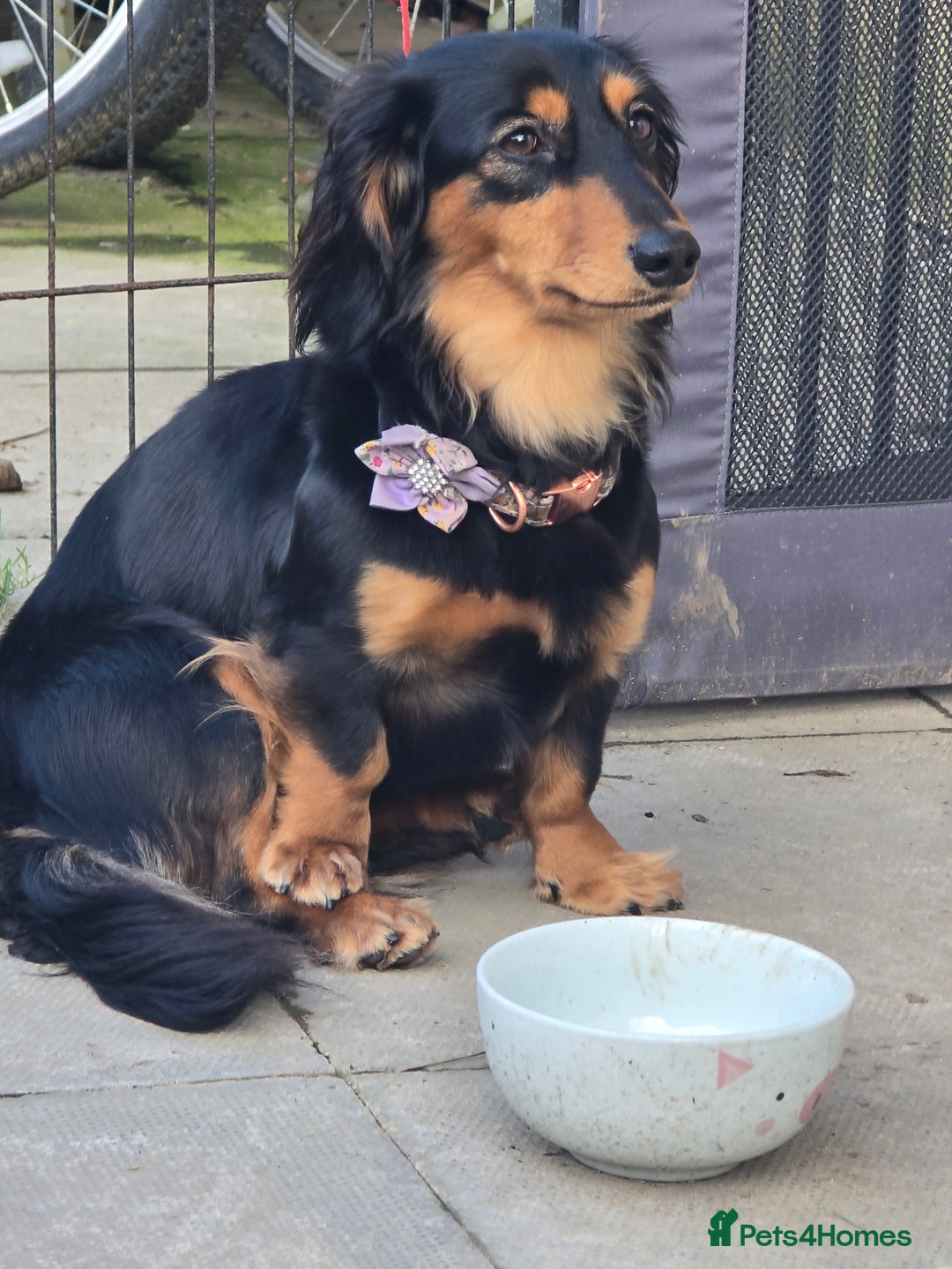 Miniature Dachshund dogs for sale: Long haired Miniature Dachshund - Advert 2