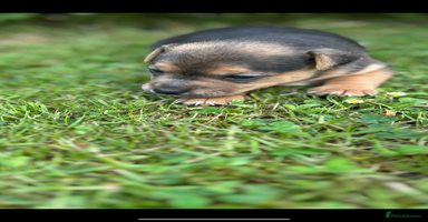Jack Russell dogs in Doncaster - Advert 4