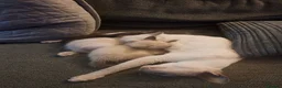Siamese cats for sale: Siamese mix in Bedford - Advert 17