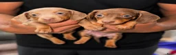 Miniature Dachshund dogs for sale: True miniature dachshund puppies  - Advert 4