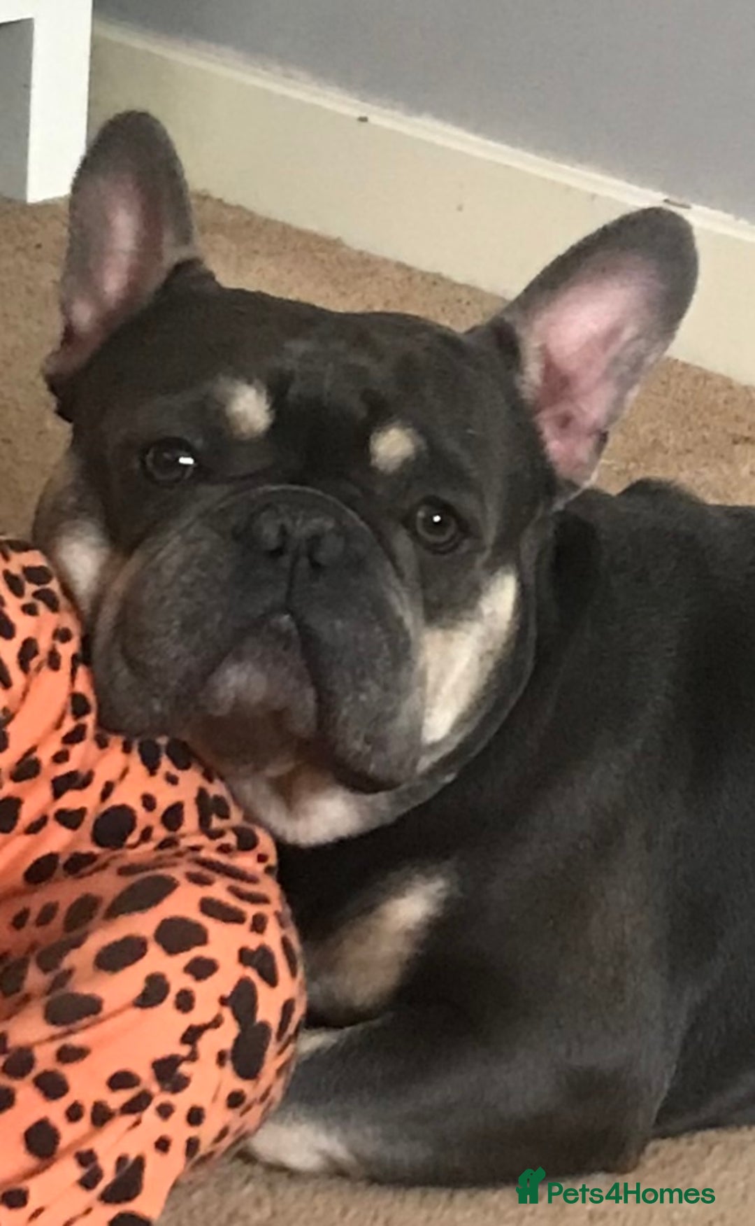 French Bulldog dogs for sale: Playful Frenchie Pups Ready 4 Their Forever Homes - Image 16