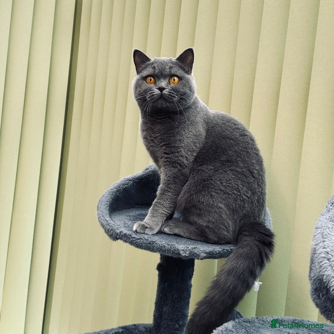 British Shorthair cats for sale: Beautiful Blue Girl  - Advert 3