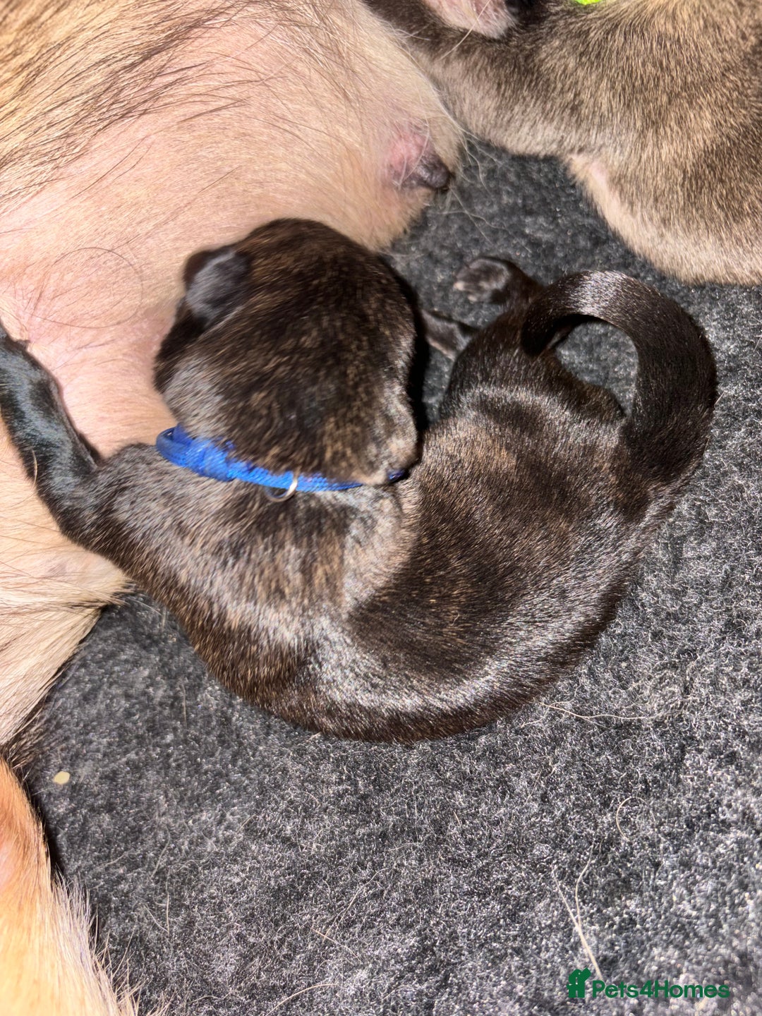 Mixed Breed dogs for sale: Belgium Malinois x Dutch Herder Puppies - Advert 5