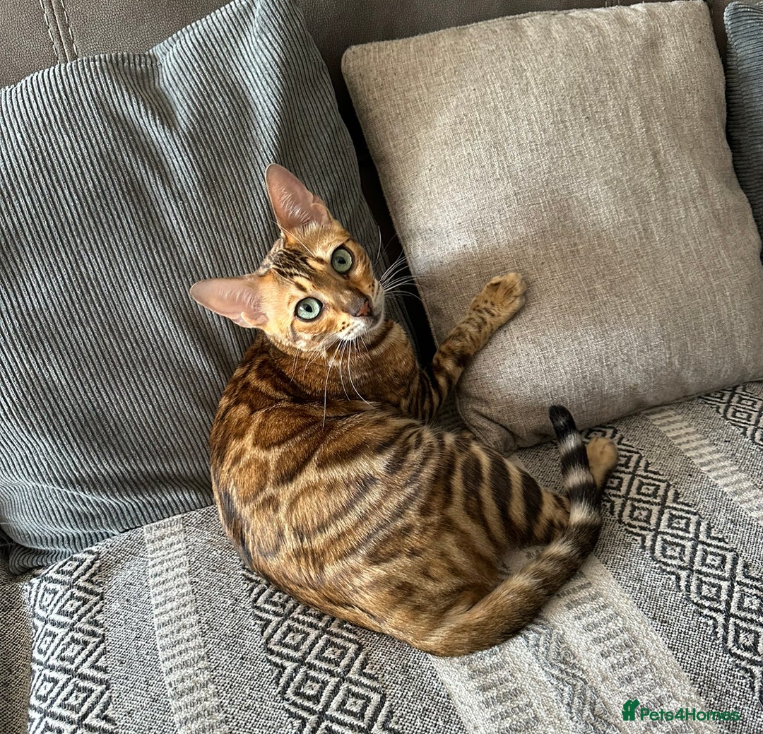 Bengal cats for sale: Beautiful TICA Registered Active Bengal female cat - Image 2