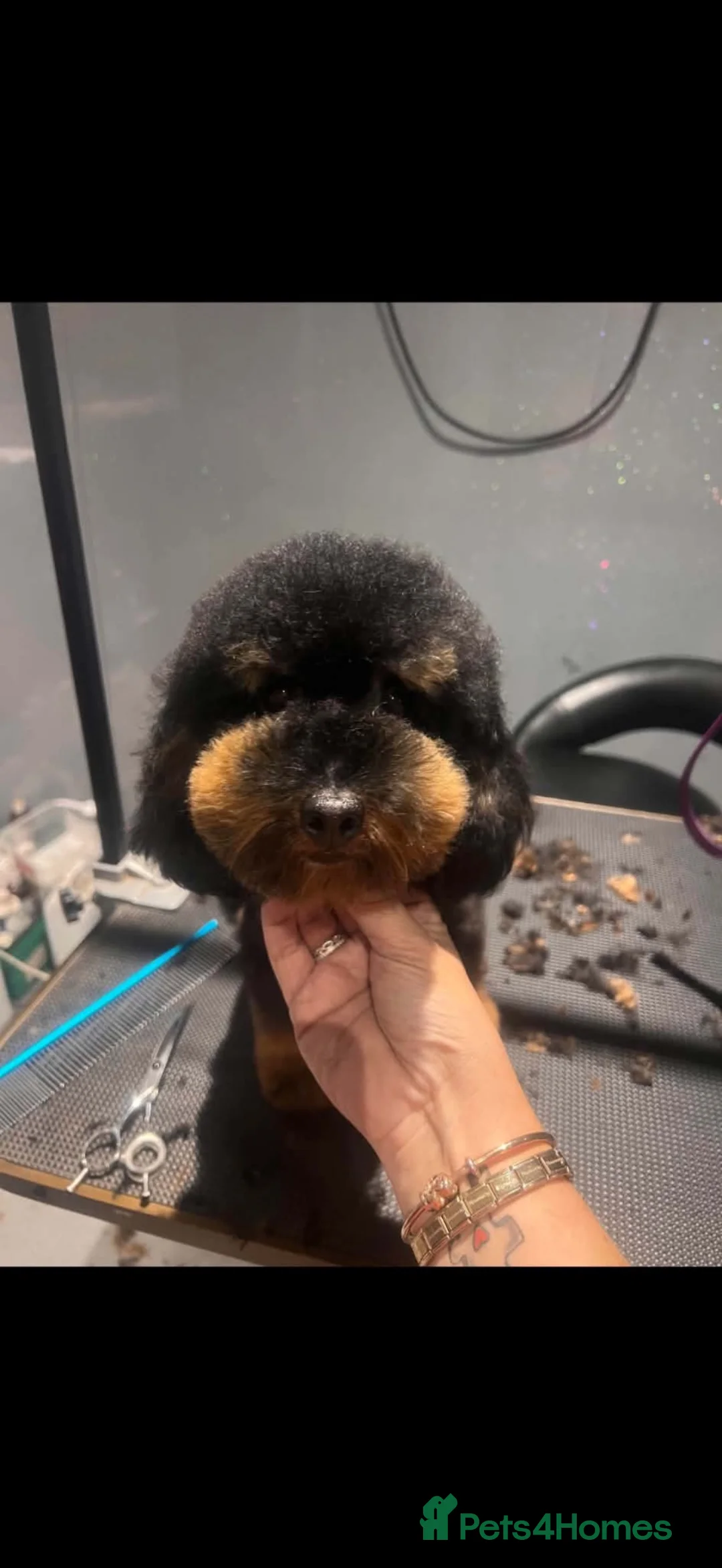 Maltipoo dogs for sale: Maltipoo puppies  in Mexborough - Advert 2