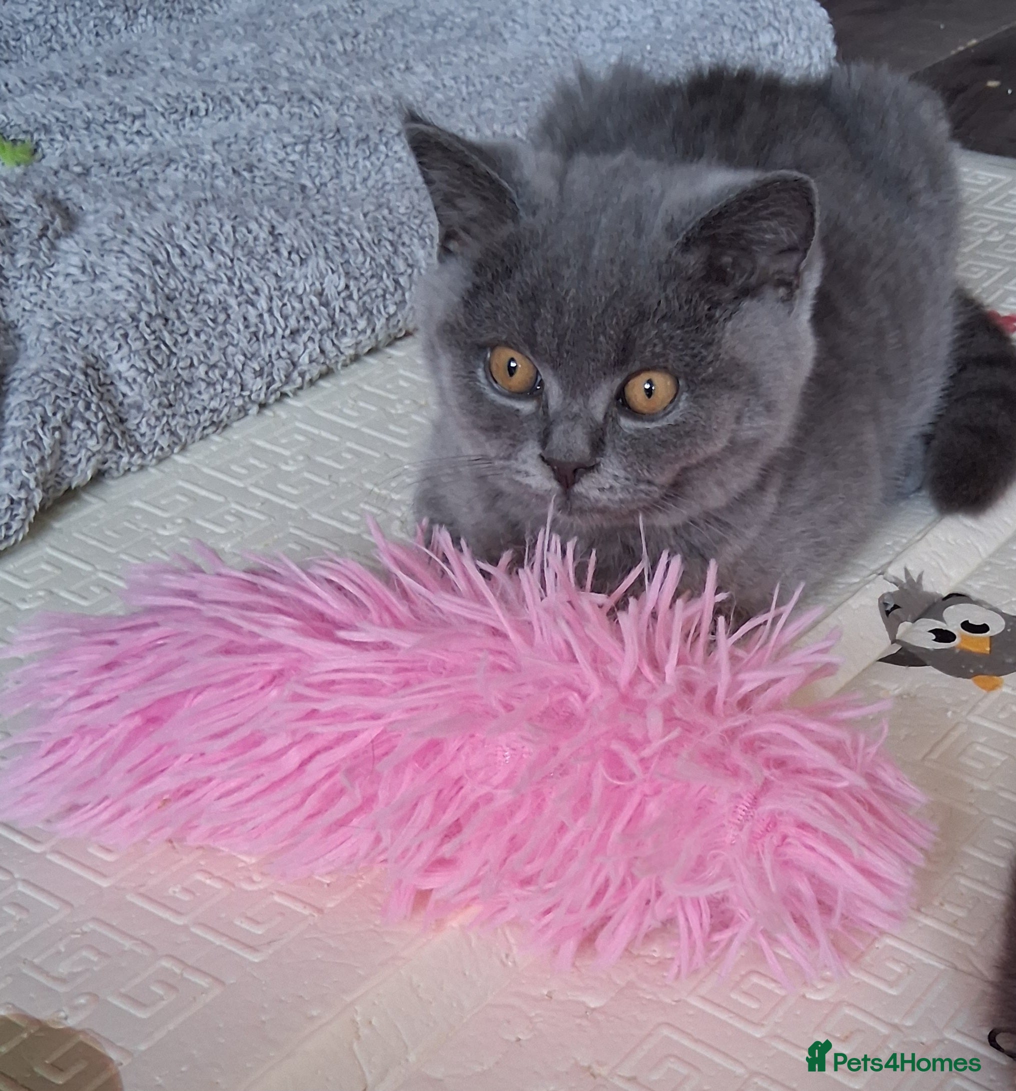 British Shorthair cats for sale:  BRITISH SHORTHAIR in Salford - Advert 3