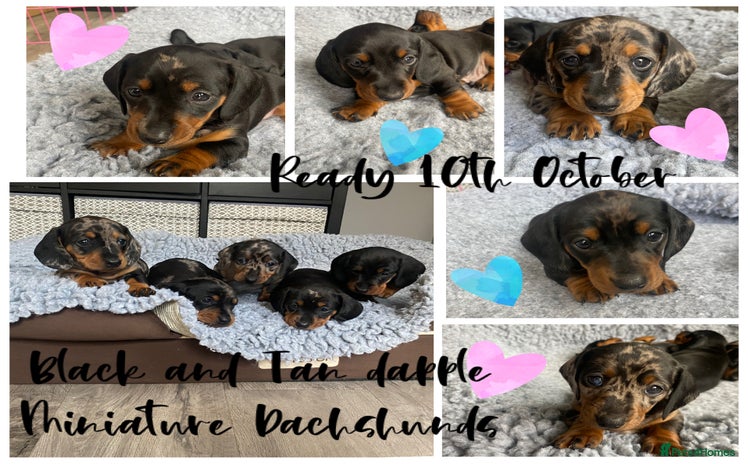 Miniature Dachshund dogs - Advert 15