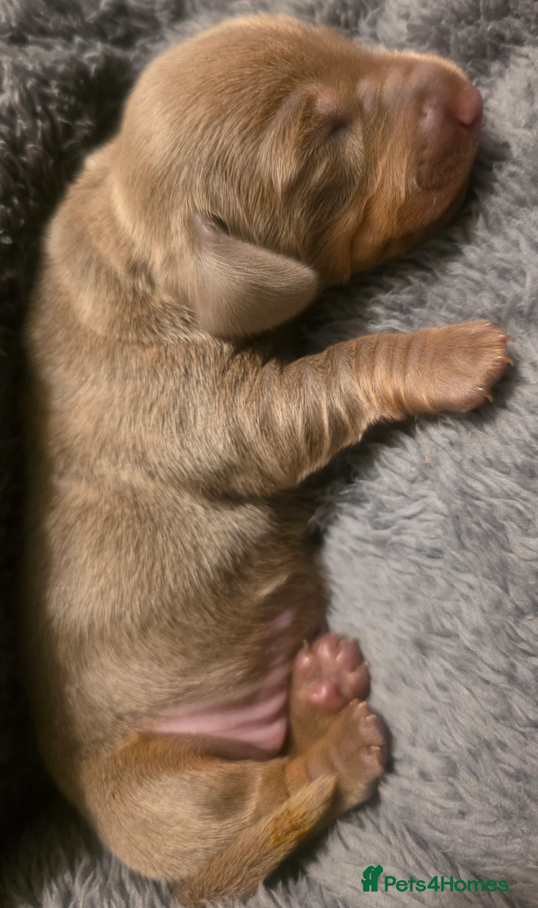 Miniature Dachshund dogs for sale: Gorgeous Litter Of Miniature Dachshunds  - Advert 4