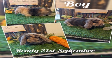 Mini Lop rabbits - Advert 15